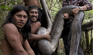 Phát hiện 'quái vật' rắn khổng lồ dài hơn 5m