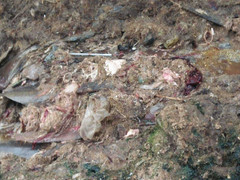 Kinh hãi bãi thải đầy máu và nội tạng gia súc