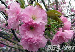 Hoa Anh Đào Nhật Bản khoe sắc trên Vịnh Hạ Long