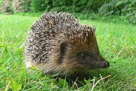 Bí mật ‘kinh hoàng’ đằng sau chế độ ngủ đông của một số loài động vật