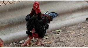 Danh sách các món ăn đắt đỏ ở Việt Nam