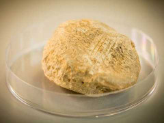 Phát hiện mới về lịch sử tồn tại của con người