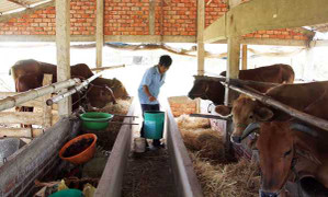 100.000 đồng/m3 nước ngọt chỉ để bò uống