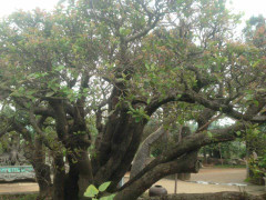 Cây trâm 'độc nhất vô nhị' được trả giá 10 tỷ ở Hà Nội có gì đặc biệt?