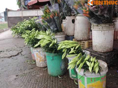 Hoa loa kèn đầu mùa giá chát vẫn hút người mua