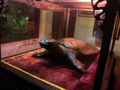 Chốt phương án bảo quản xác Rùa hồ Gươm