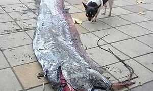 Hoang mang cá quái dị xuất hiện trên đường phố