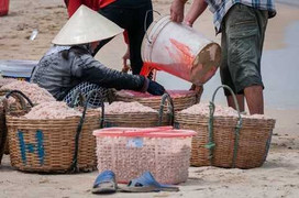 Ngư dân nhuộm đỏ con ruốc gây rúng động: Cục An toàn thực phẩm vào cuộc