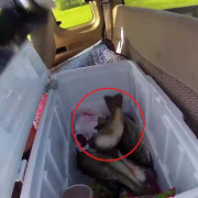 Clip: Cá bị đông lạnh vẫn bật tanh tách dọa người