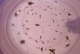 Clip: Hãi hùng giun sán lúc nhúc trong nước sinh hoạt ở Hà Nội