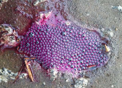 Hóa chất lạ rơi vãi nhuộm tím, sôi sục trên 4km đường