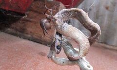 Rợn người cảnh nhện khổng lồ ăn thịt rắn độc nhất nhì thế giới