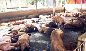 Bộ Y tế 'phản pháo' tin 9 tấn chất cấm tạo nạc heo nhập về Việt Nam