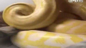 Clip: Trăn vàng nuốt chửng chó nhà chỉ với một cú đớp