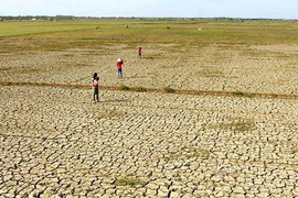 Ngập mặn khủng khiếp ở miền Tây: Dân 'đãi được vàng' và giàu to bằng cách nào?