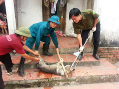 Thai phụ bị chó nhà cắn chết, 6 người khác bị thương