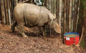 Phát hiện loài vật ngỡ đã tuyệt chủng ở Indonesia