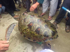 Chen nhau xem rùa biển quý hiếm lạc vào phá Tam Giang