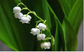 Coi chừng 10 loài hoa đẹp mê hồn nhưng dễ 'giết người'