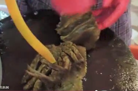 Xôn xao tôm hùm bị cắt đôi vẫn cử động