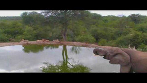 Clip: Bị voi rừng truy sát, sư tử khiếp vía chạy trối chết