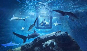 Lạ kỳ dịch vụ phòng ngủ cùng cá mập giá 0 đồng