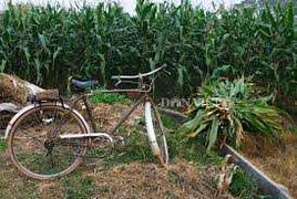 Vác dao đánh chồng giữa ruộng ngô vì bị ép 'yêu nhiều cách'