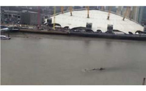 Xem video quái vật khổng lồ nổi lên mặt nước ở sông Thames