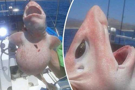 Phát hiện 'thủy quái ngoài hành tinh' mắc bệnh bạch tạng ở Mexico