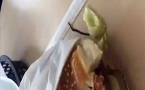 Phát hoảng giun đất ‘quằn quại’ trong bánh hamburger