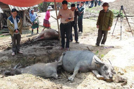 Hy hữu, sét đánh chết cùng lúc 5 con trâu