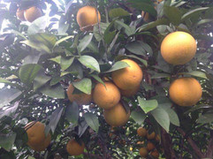 Đặc sản cam Yên Thành - Chuyện bây giờ mới kể