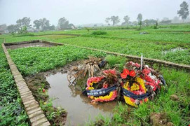 Hãi hùng rau trồng trên mộ được rửa bằng nước nghĩa địa