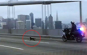 Clip: Cảnh sát phóng môtô rượt đuổi… chó Chihuahua trên cao tốc