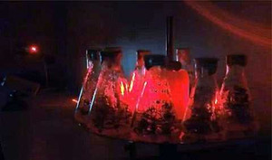 Phát hiện ánh sáng laser giúp 'diệt tận gốc' mầm mống sâu bệnh