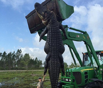 Cá sấu khổng lồ nặng gần nửa tấn bị bắn hạ ở Mỹ