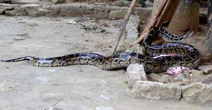 Lời đồn rợn tóc gáy về con trăn quẩn quanh trong ngôi đền thờ Mẫu