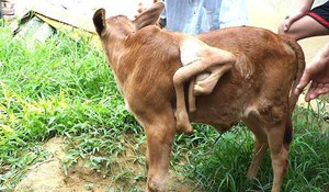 Hàng trăm người đổ xô xem con bê 7 chân ở Nghệ An