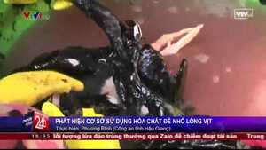 Clip: Kinh hãi phát hiện cơ sở nhổ lông vịt bằng hóa chất đen xì