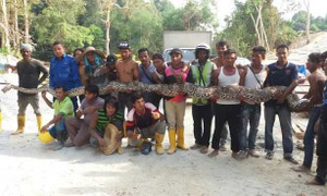 Clip: Phát hiện 'quái vật' trăn khổng lồ dài nhất thế giới ở Malaysia