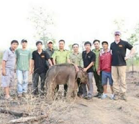 Voi mẹ kiên quyết không nhận con, phá nát rẫy của dân