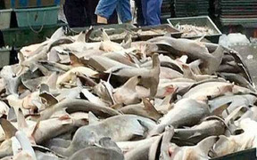 Hàng trăm con cá mập đầu búa chất đống bán rẻ chưa từng thấy