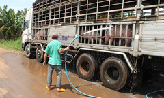 Trung Quốc nhập heo mỡ của Việt Nam để tránh chất cấm?