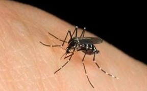 Mẹo đuổi muỗi hiệu quả bằng thảo dược thiên nhiên