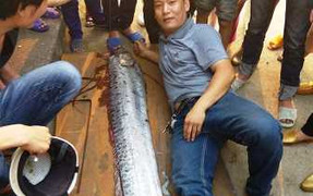 'Thủy quái' dài 4m trôi dạt vào bờ biển Nghệ An