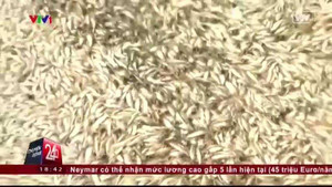 Clip: Kinh hoàng cảnh 500 tấn cá chết trắng, phủ kín mặt sông