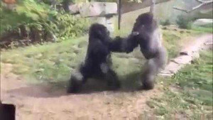 Clip: Khỉ đột đánh nhau như phim võ thuật