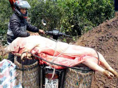 Kinh hoàng lợn chết do tụ huyết trùng được giết mổ đem đi bán