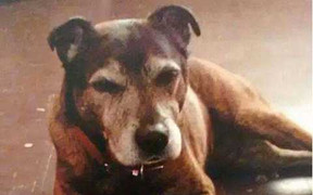 Video: 'Hồn ma' chú chó đã chết quanh quẩn trong nhà cũ