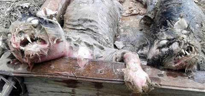 Xôn xao tin sinh vật hút máu trong truyền thuyết là có thật